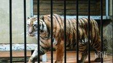 Шок! Избяга тигър от Софийския зоопарк