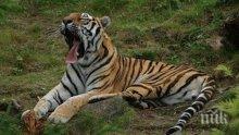 Директирът на зоопарка: Тигърът е избягал, след като гледач е оставил вратата отворена