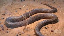 Змии изпълзяха след потопа в Хасковско