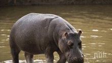 Хипопотамът на Драго Чая почина внезапно в зоопарка