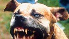 Собствениците на кучета-убийци получават условна присъда