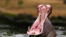 Любов! Мъжкият хипопотам в софийския зоопарк не може да преживее смъртта на половинката си