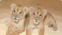 Трите лъвчета от разградския зоопарк не си намериха стопанин