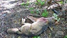 Огромен вълк падна от куршума на ловец в горите над Чипровци
