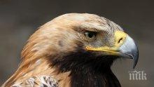 БДЗП настоява за промени в ловното законодателство след отстрел на царски орел