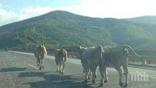 Разбиха обор в село Рогош, отмъкнаха две крави