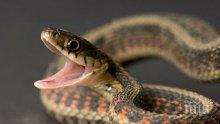 Змии над метър изпълзяха във Видин (снимка)