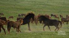 Табуни от коне на дървосекачи вилнеят из балкански села