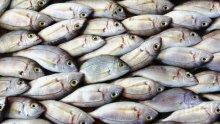 Служителите на ИАРА иззеха 217 кг риба за седмица