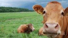 Животновъд: С отпадането на млечните квоти се цели да се унищожи фермерството
