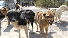 272 бездомни кучета са заловени от "Екоравновесие" през май
