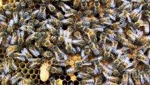 Изтровиха стотици пчели в Плевенско