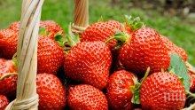 Празник на ягодата празнуват днес в родопското село Осиково