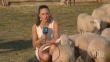 Супершоу! Репортерка на Нова телевизия приклекна до овце с къса рокличка, вижте еротичната гледка, която се откри (видео)