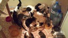 Пловдивчанин напълни 2 апартамента с 48 бездомни котенца! Моли за помощ
