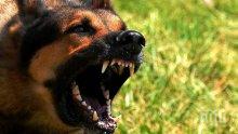 Драмата продължава! Кучето на безотговорната майка от Бургас нахапа жена край Стоматологията
