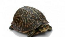 700 застрашени костенурки пуснаха в Пернишко и Кюстендилско
