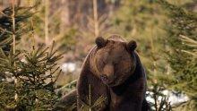 Ремонтират мечкарканика в зоокът "Кайлъка" заради мечката, която успя да избяга