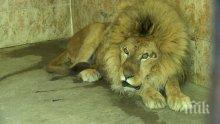 Най-голямата забележителност в зоокът "Кайлъка" са мечките и лъвовете