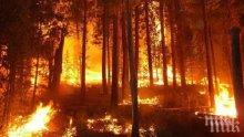 Над 1000 декара гори са изгорели в Пловдивско
