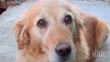 Митническо куче надуши хероин за 2,5 млн. лева