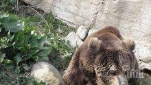 Нови заграждение ще пазят мечките в зоопарка "Кайлъка"