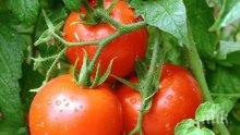 Нашенец отглежда над 200 сорта домати от цял свят 
