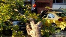 Дърво се срути върху три коли до Операта в Бургас (снимки)

