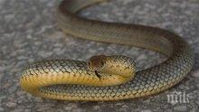 Зоолог: Змии влизат през отворени врати в края на лятото!