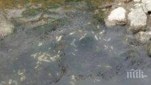  Държавата започна проверка на измрялата риба във Варна. Експертите са на място!
