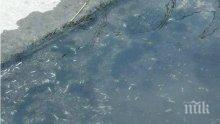 Рибите във Варненското езеро не са умрели от нефтено отравяне
