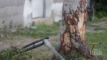Отрязано дърво почти премаза горски от Добринище