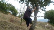 Млад дух! 75-годишната баба катери 10-метрово дърво да бере круши

