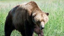 Изпращат кафявата мечка Маша в специализиран парк в Германия 