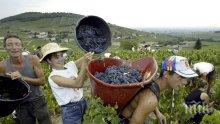 Започва гроздобера в община Стралджа