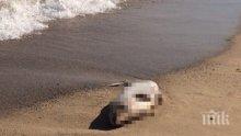 Труп на мъртво делфинче изхвърли морето край Златни пясъци 
