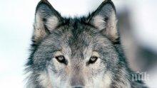 Истински хаос настъпи в Благоевград! Вълкът от зоопарка избяга след смъртта на пазача