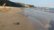 Туристите в Албена в шаш! Гигантски медузи превзеха плажа (снимки)