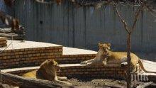 ПИК TV: Лъвовете Блеки и Жора отпътуваха за Африка