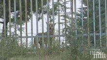 Шести ден не успяват да хванат вълчицата Лупи, която избяга от клетката си в благоевградския зоопарк

