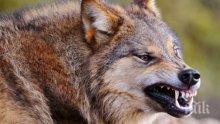 Шок и ужас край Петрич! Животновъд бе нападнат от глутница вълци-мутанти (снимка)