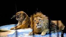 Последните циркови лъвове у нас пътуват за Африка 