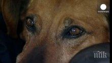 Полицаи откриха застрелно куче в Бургас