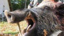 Открива се ловният сезон на местен дребен дивеч и диви свине