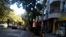 Клон се отчупи от дърво и падна върху улица във Варна. Няколко часа няма кой да го премести (снимки)