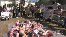ПИК TV: Насилието на животни изкара защитници на протест
