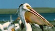 Откриха 39 мъртви пеликана край Бургас