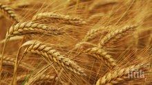 Само 36% от нивите засети с БГ сортове пшеница
