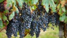Средно 780 кг/дка е добивът от винените сортове грозде в Русенско