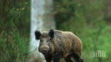 Ловци от Замфирово с наказателни акции срещи пакостливи диви свине
